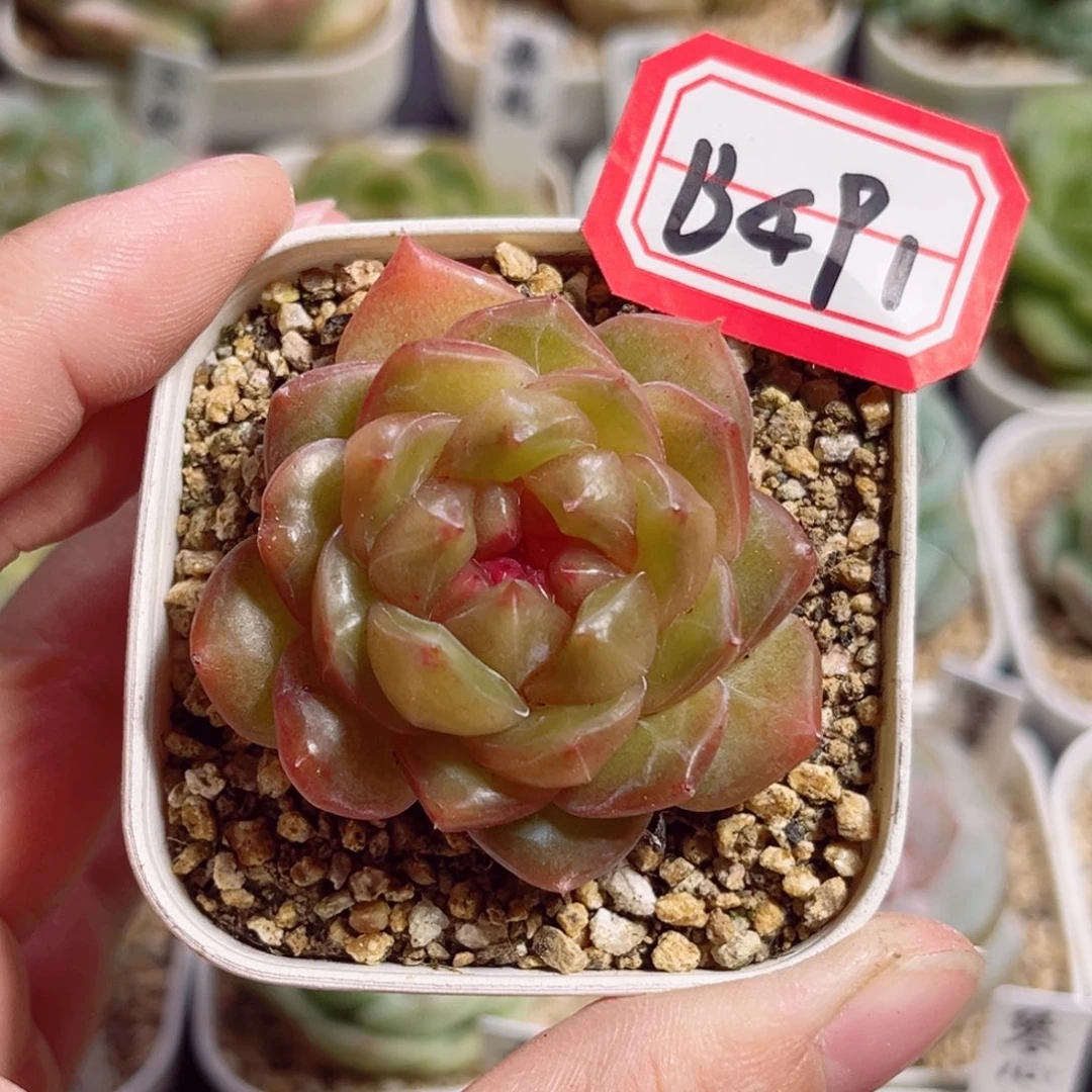 B491 一物一拍 无名