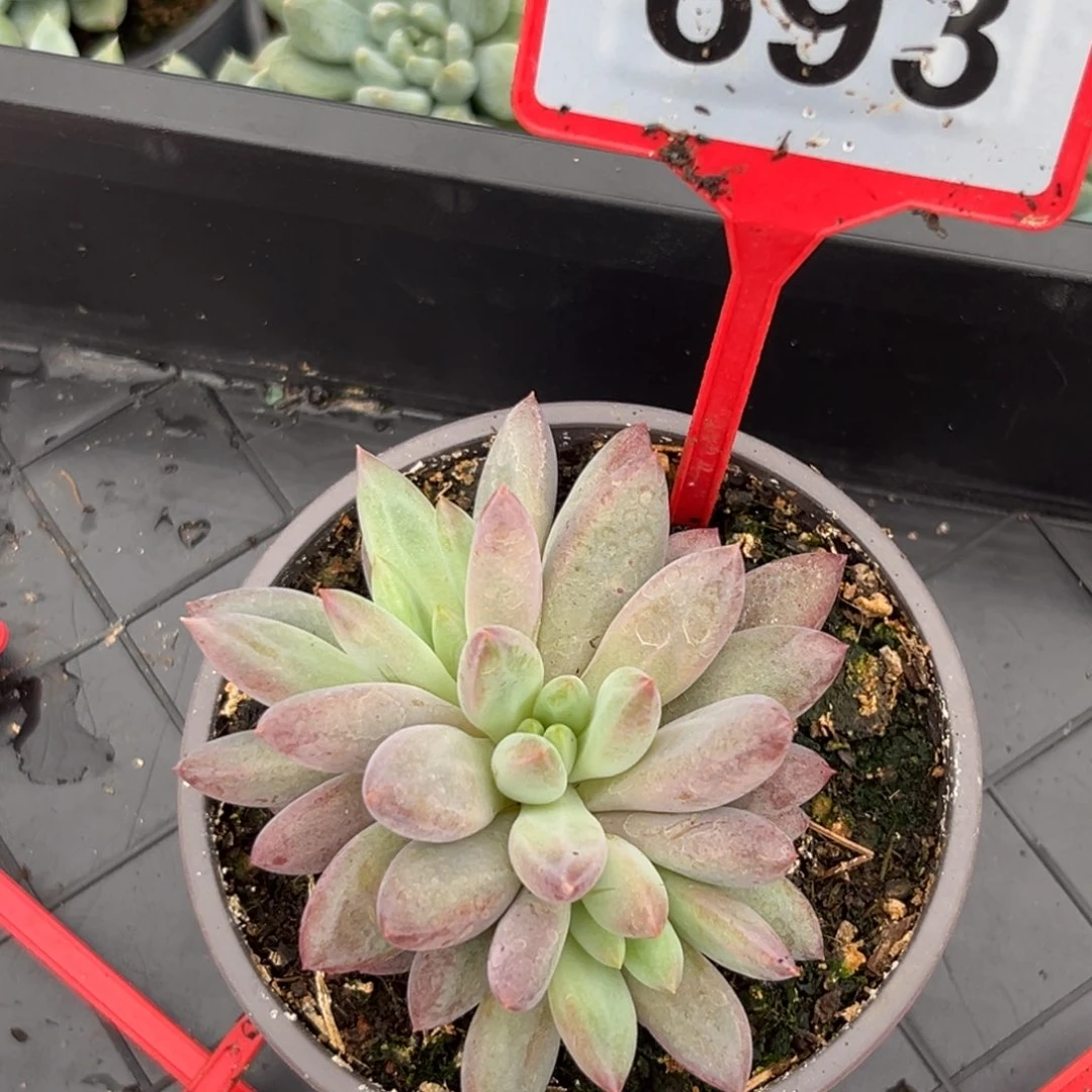 虞美人多肉植物693