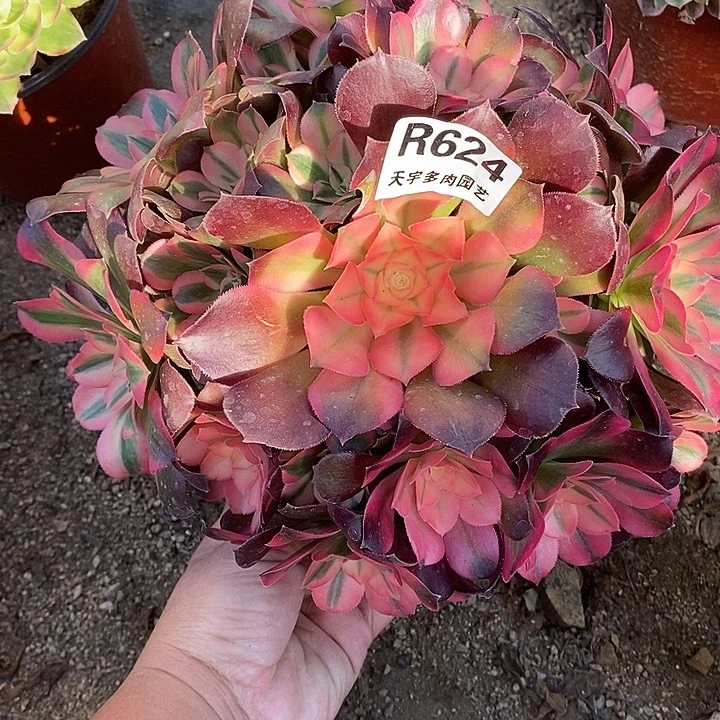 多肉植物香妃624多肉