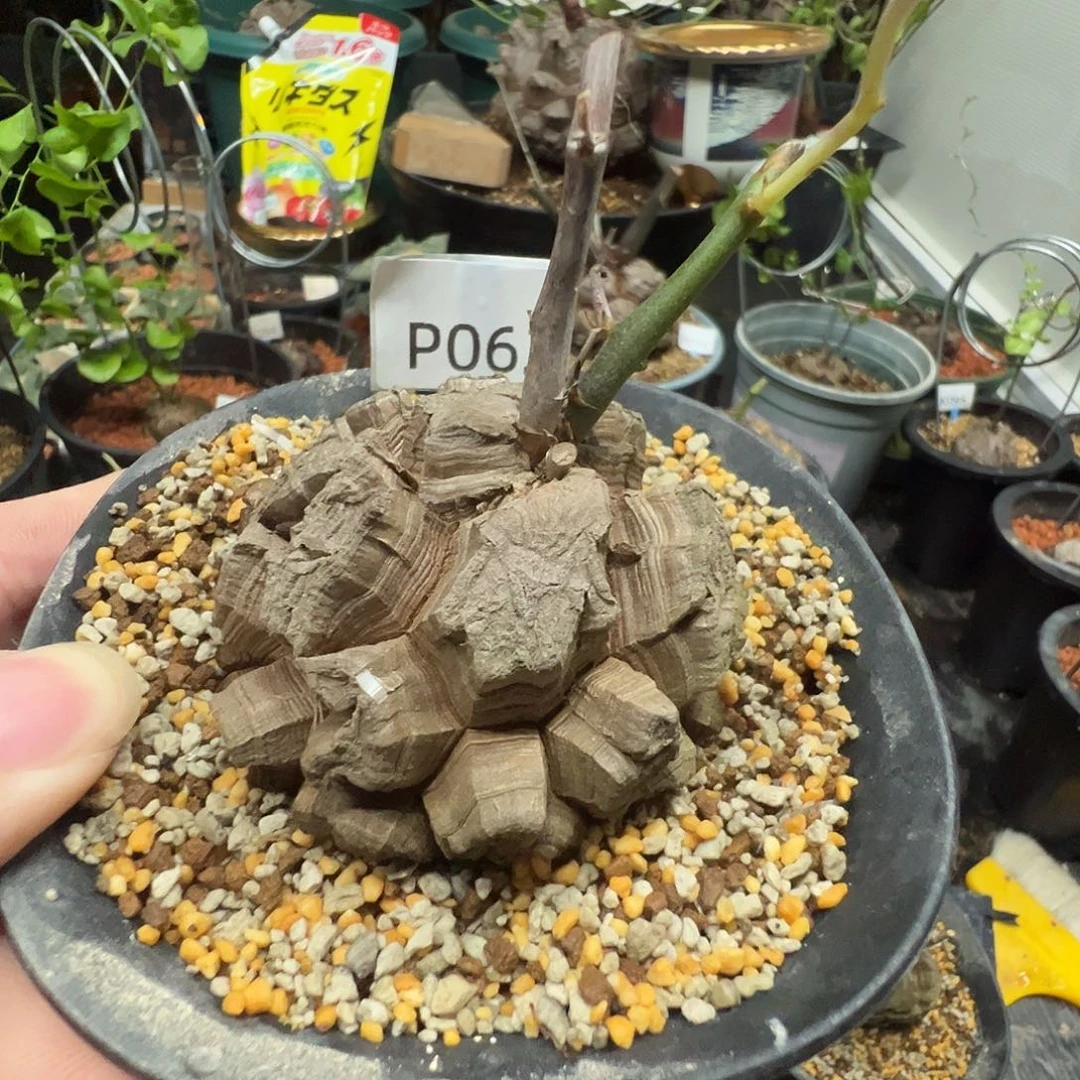 多肉植物专拍 一物一拍 南非龟甲龙062