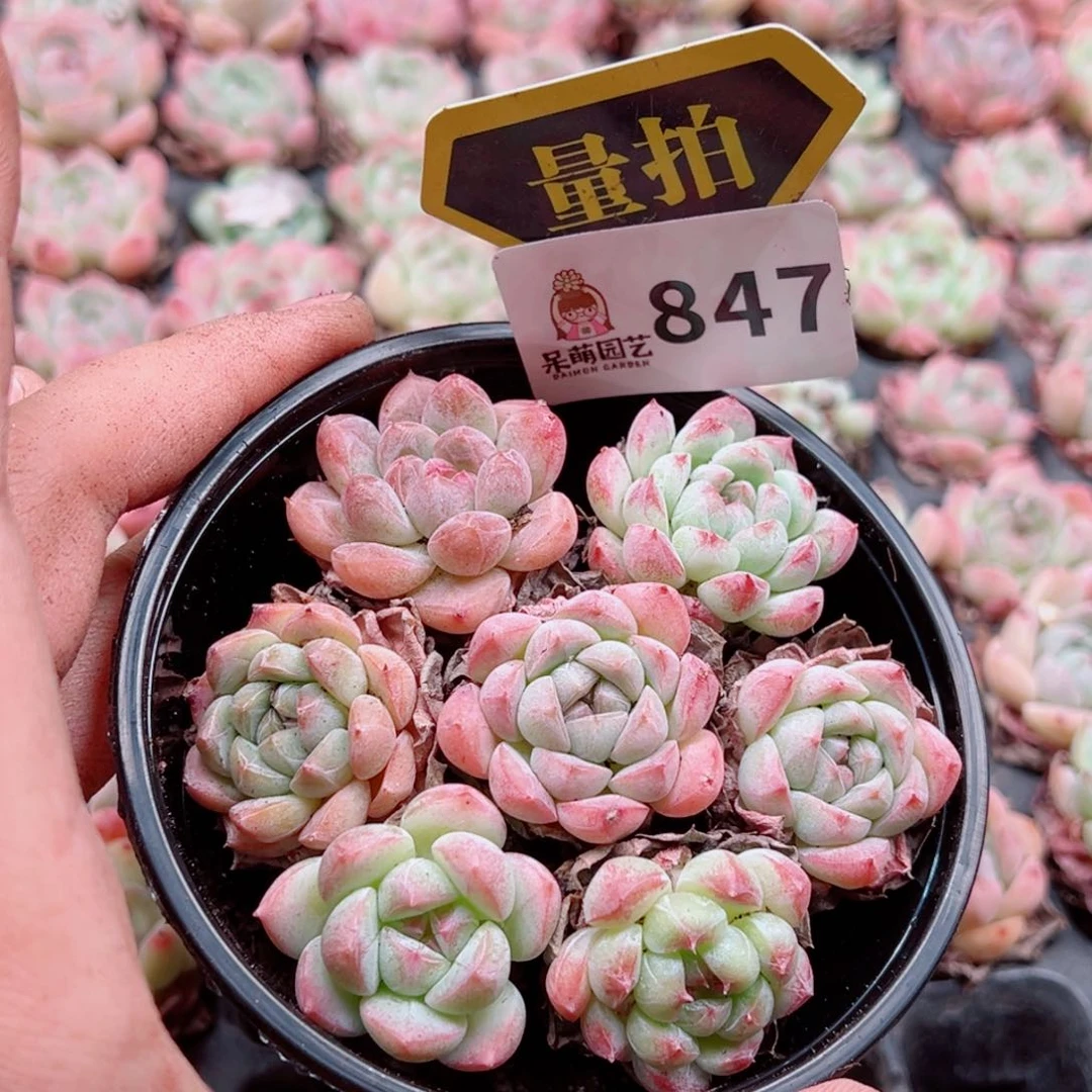 多肉植物多肉植物