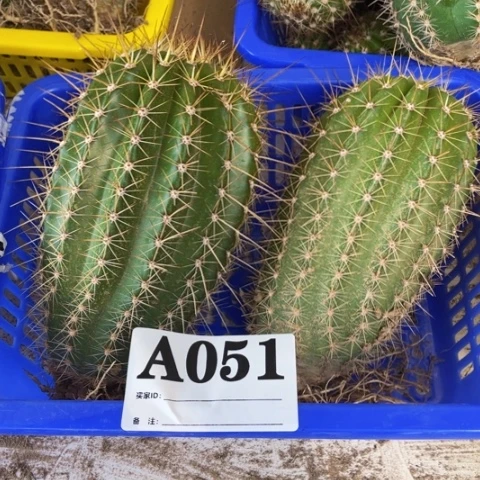 种子苗毛花柱a 051