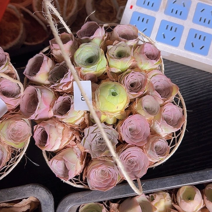 小*山地玫瑰多肉植物山地09
