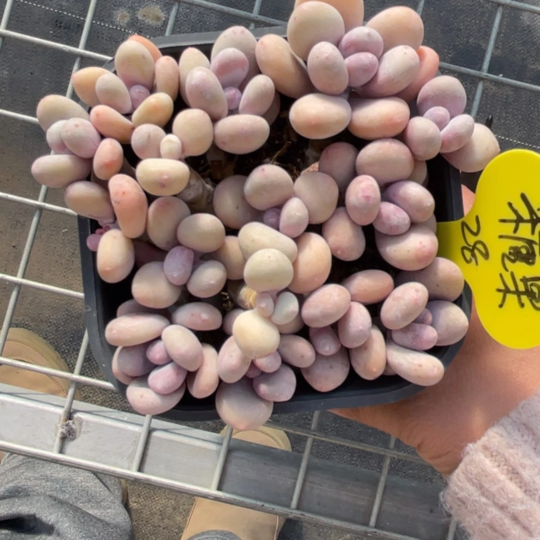 糖**e蛋黄奶一个砍了三刀瑕疵一个28多肉