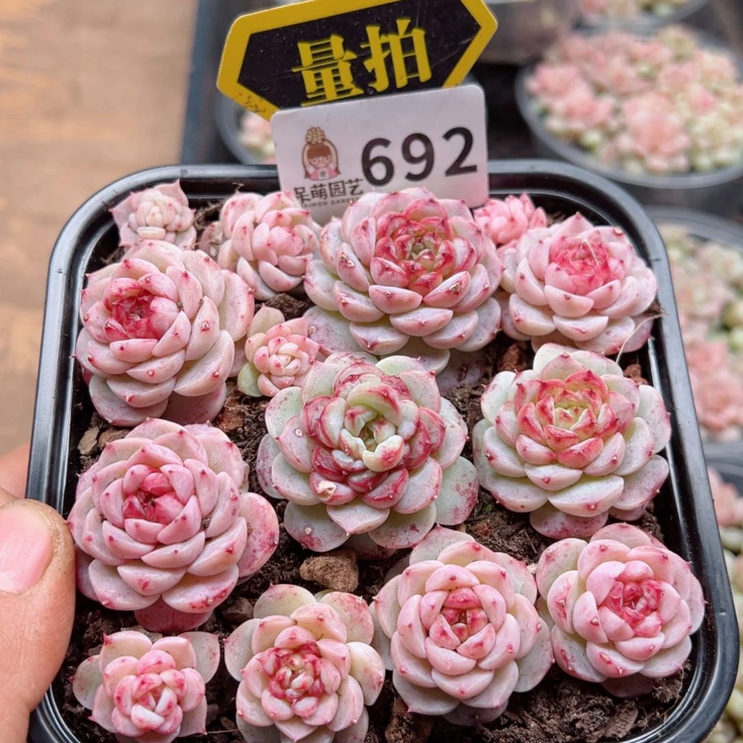 多肉植物多肉植物