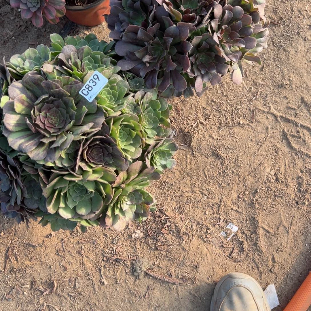 839两颗组合多肉植物法师