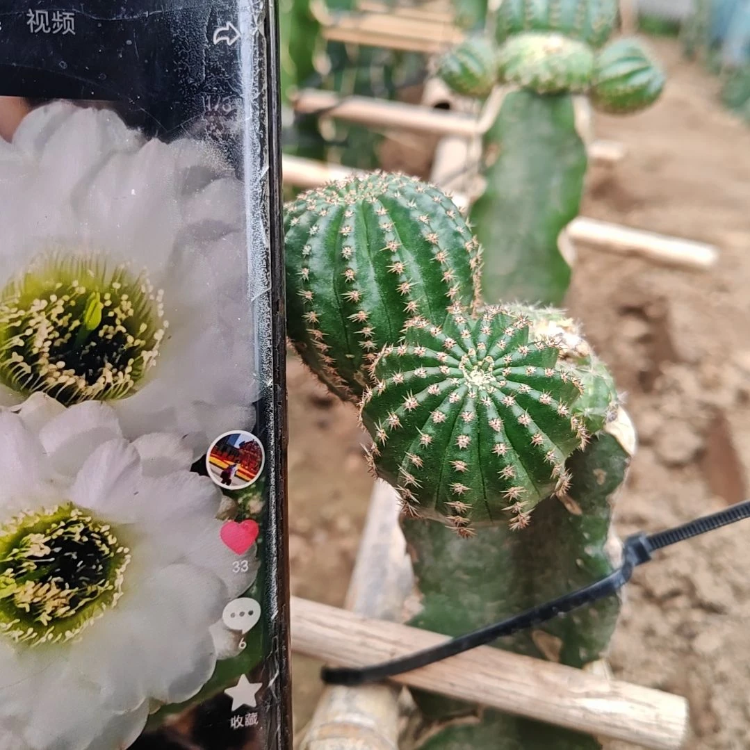 翠柳仙人球侧芽3-4厘米福