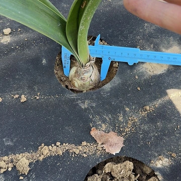 扑朔迷离朱顶红一棵5.0