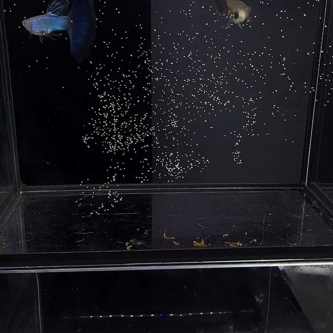 孔雀鱼新加兰一对