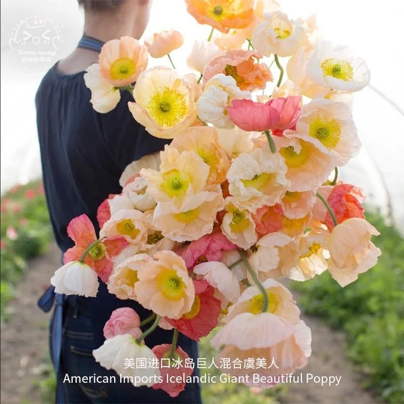 冰岛虞美人花种籽子冬季耐寒四季播种开花易活花籽虞美人种子室外