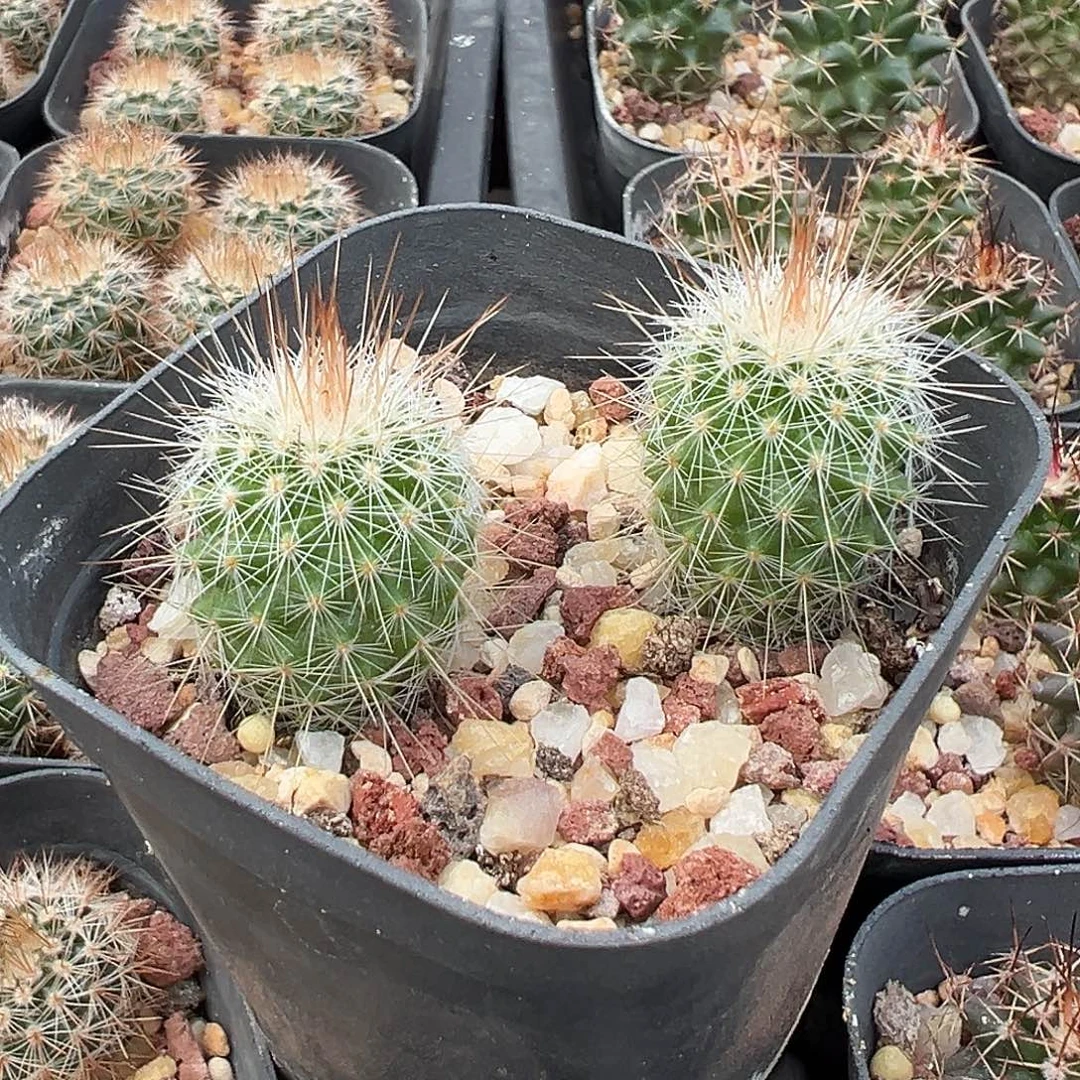 6618 清货裸根发货满 39 包邮非偏远地区