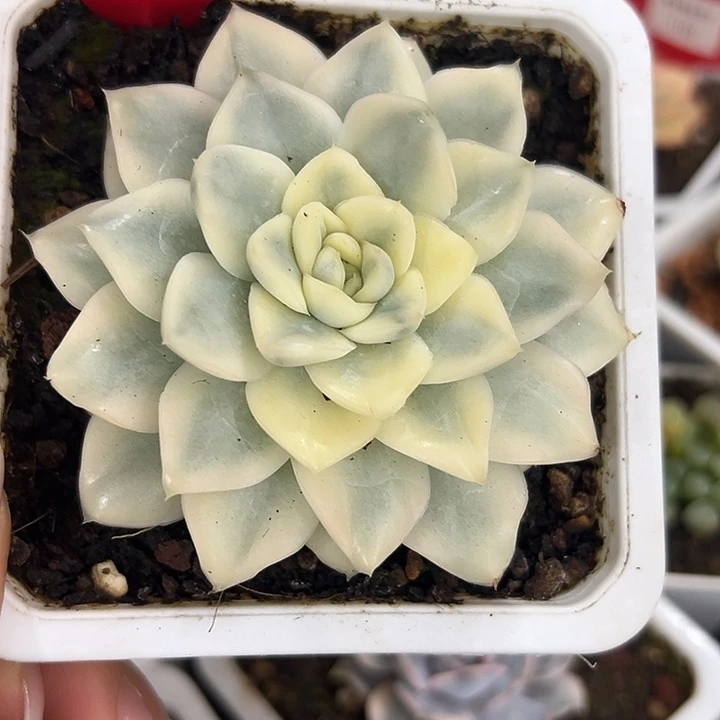 1170雪鸢锦多肉植物