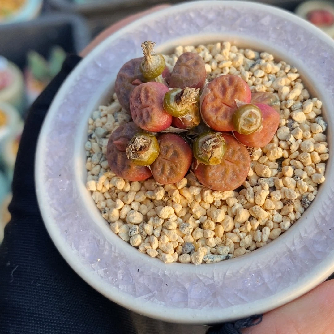 2540-一物一拍 带盆 粉色烧卖群生