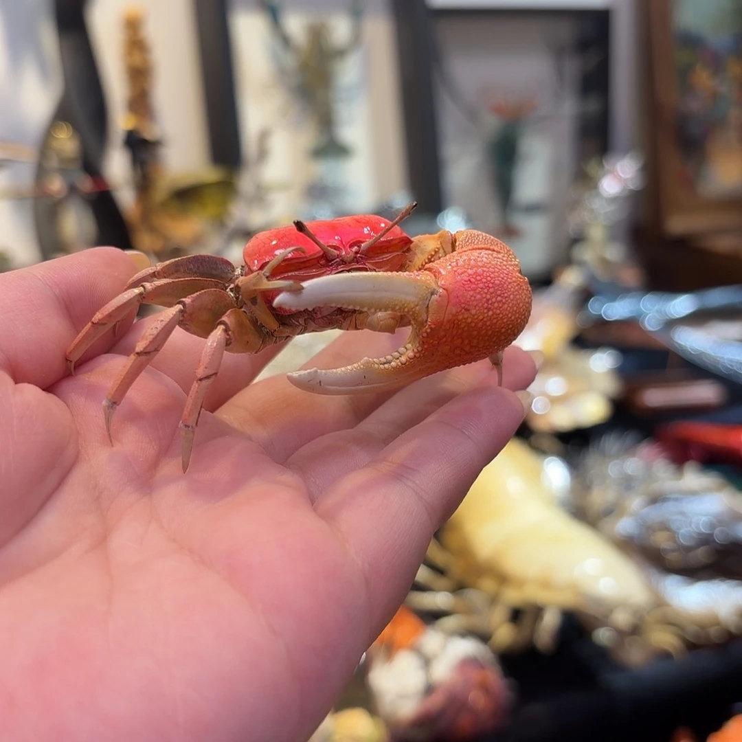 真实大粉招潮蟹标本