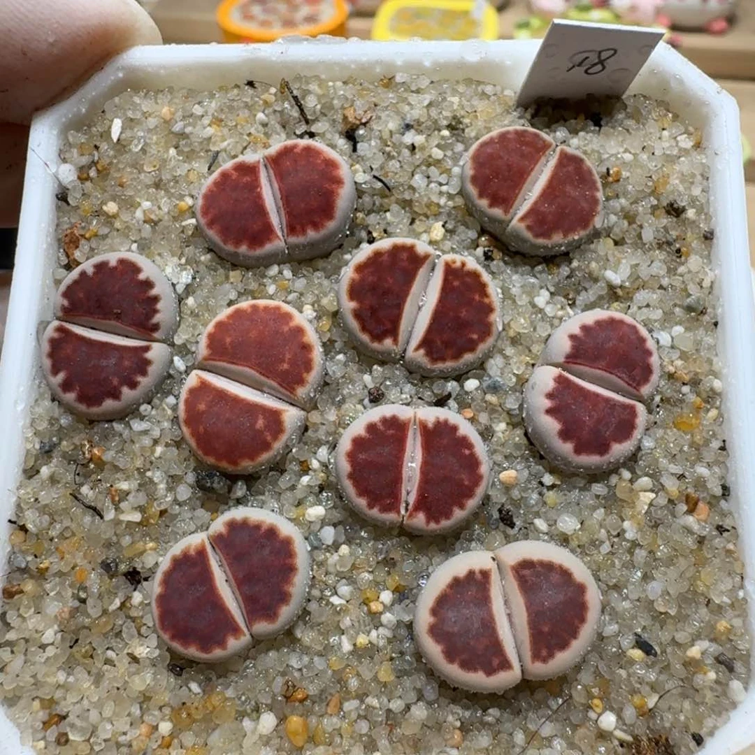 桃***啊0701-20生石花花花