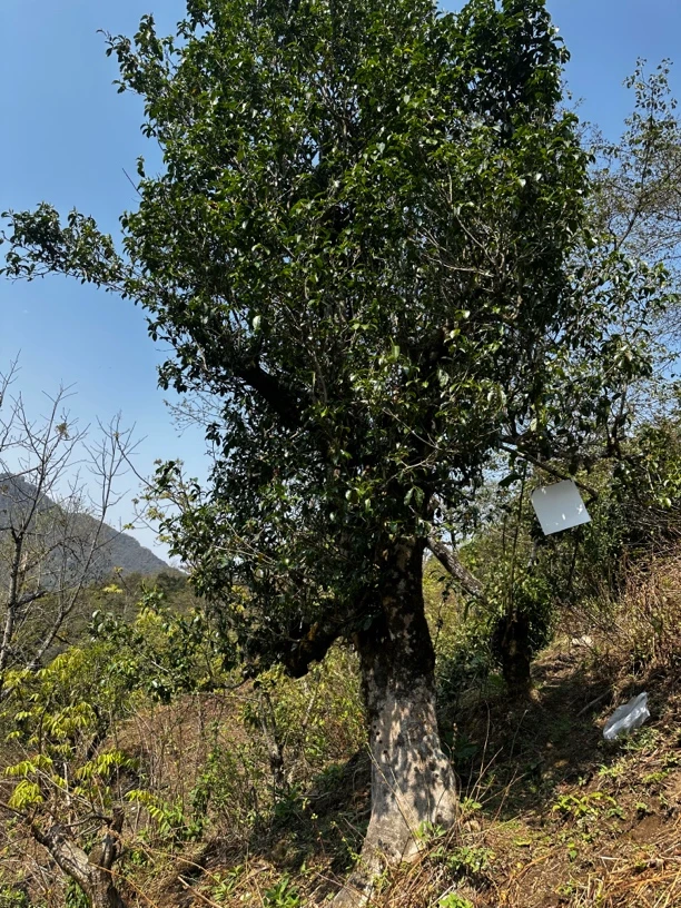 【大中山）二嘎子普洱茶（一类古树）