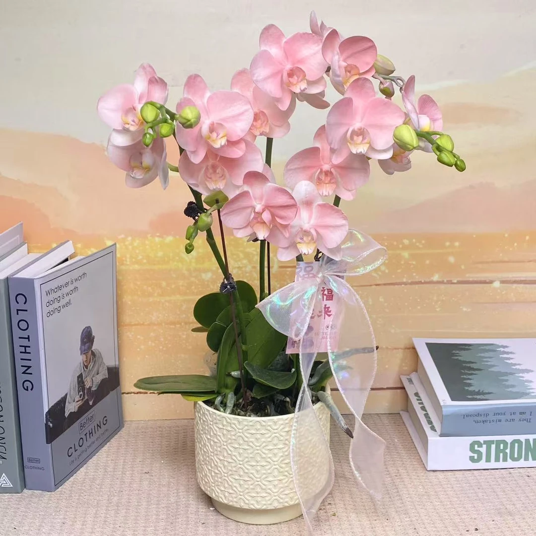 火烈鸟 植物上色 进口蝴蝶兰 观赏客厅花卉  真花观赏