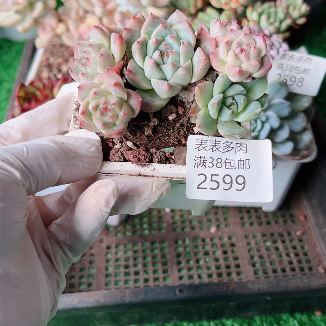 多肉一物一拍植物2599