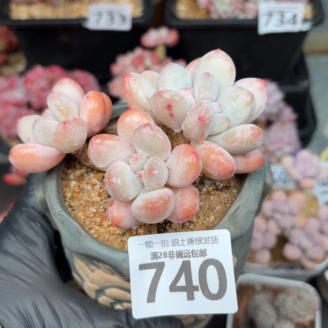 香水老桩无盆土发货