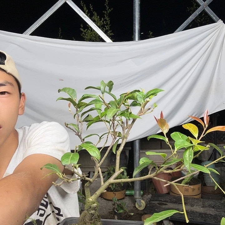 清***阁无花朵金蛋子容易成活