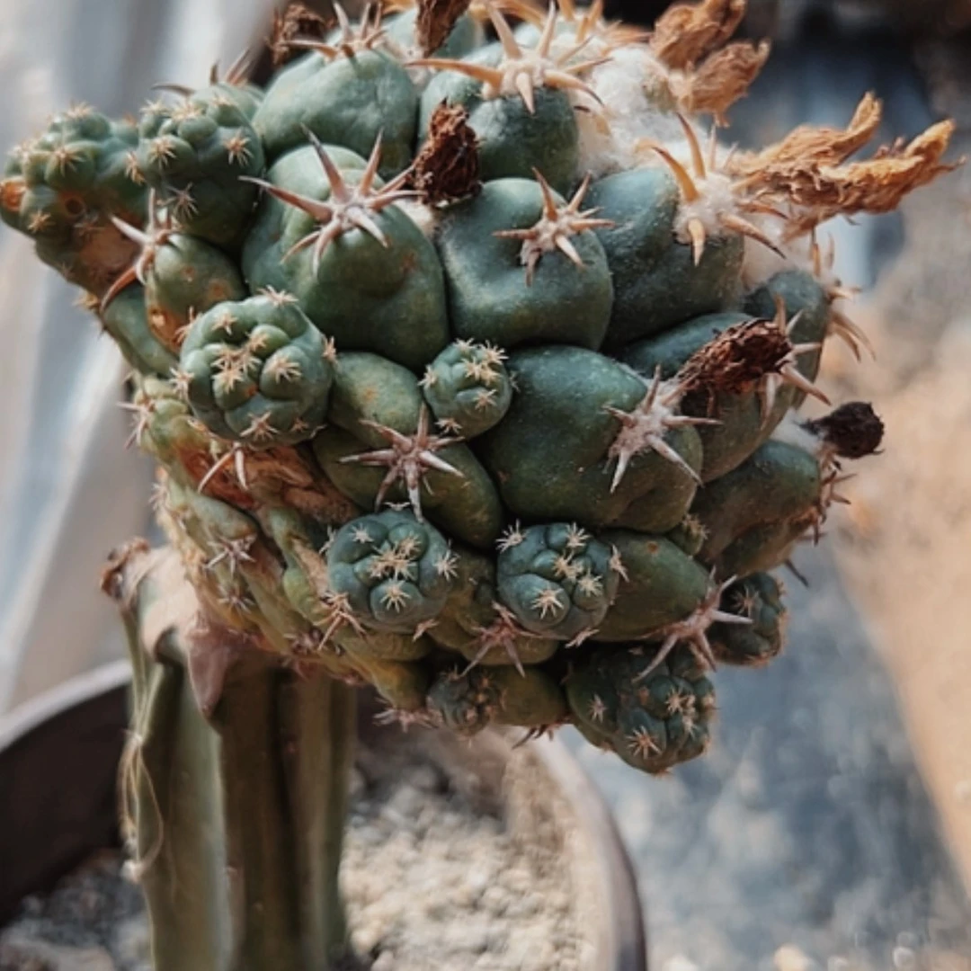 【闪购商品】943像芽枕木很瘦