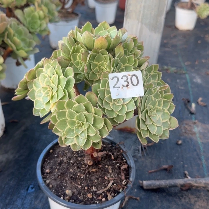 230两单包邮。
