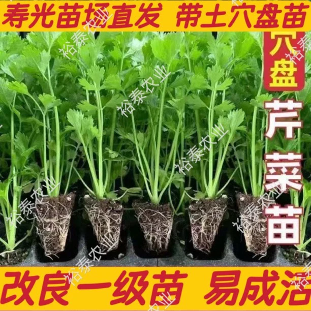 寿光皇后西芹苗带土四季香芹菜苗种子高产盆栽阳台蔬菜