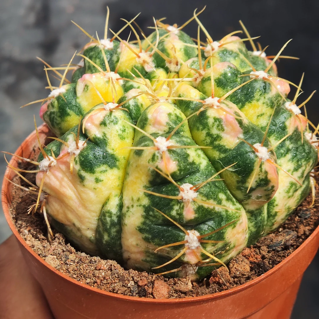 海王锦 锦出的特别好10厘米左右冠幅 带盆发货