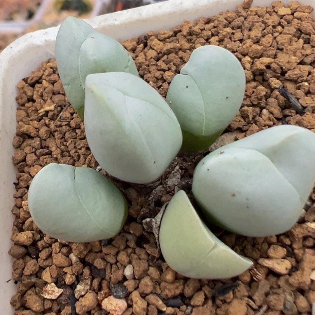 84多肉植物百科植物