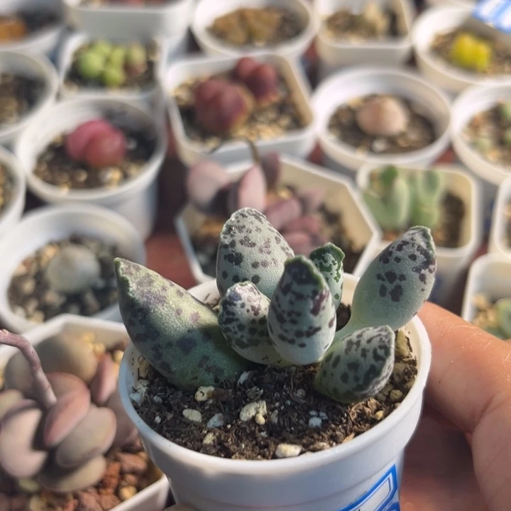 326 小海豹水泡多肉