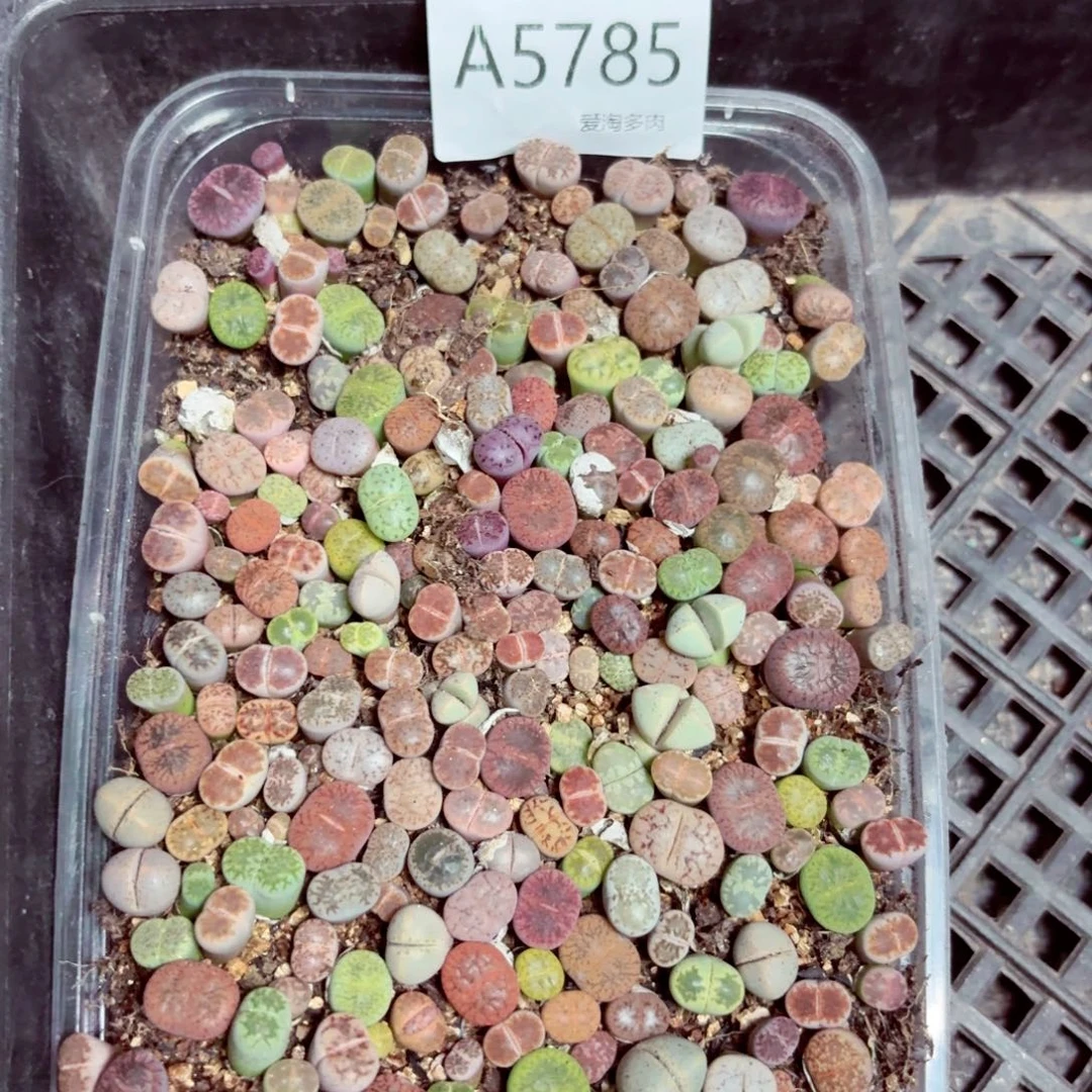 5785–生石花 生石花