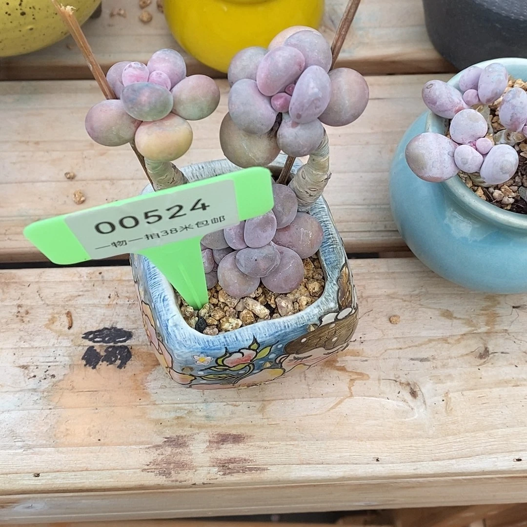 524通体咯莫托鲁我