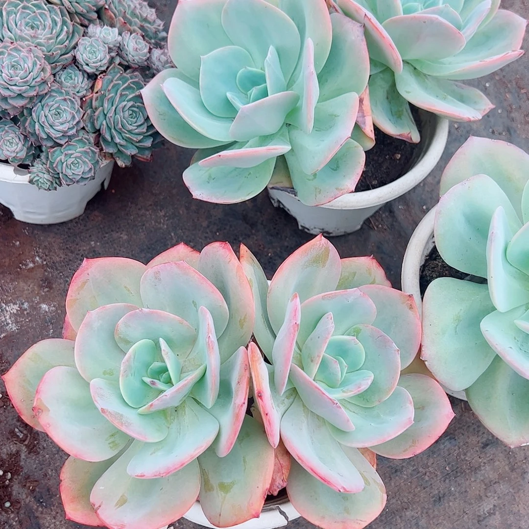 白凤双头起发精品特价