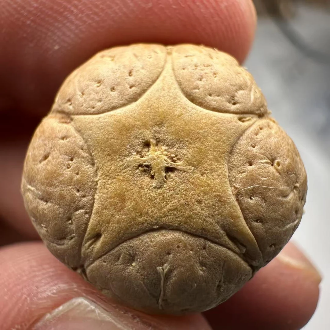 尼泊尔五星菩提，尺寸20，sss系列，货号38