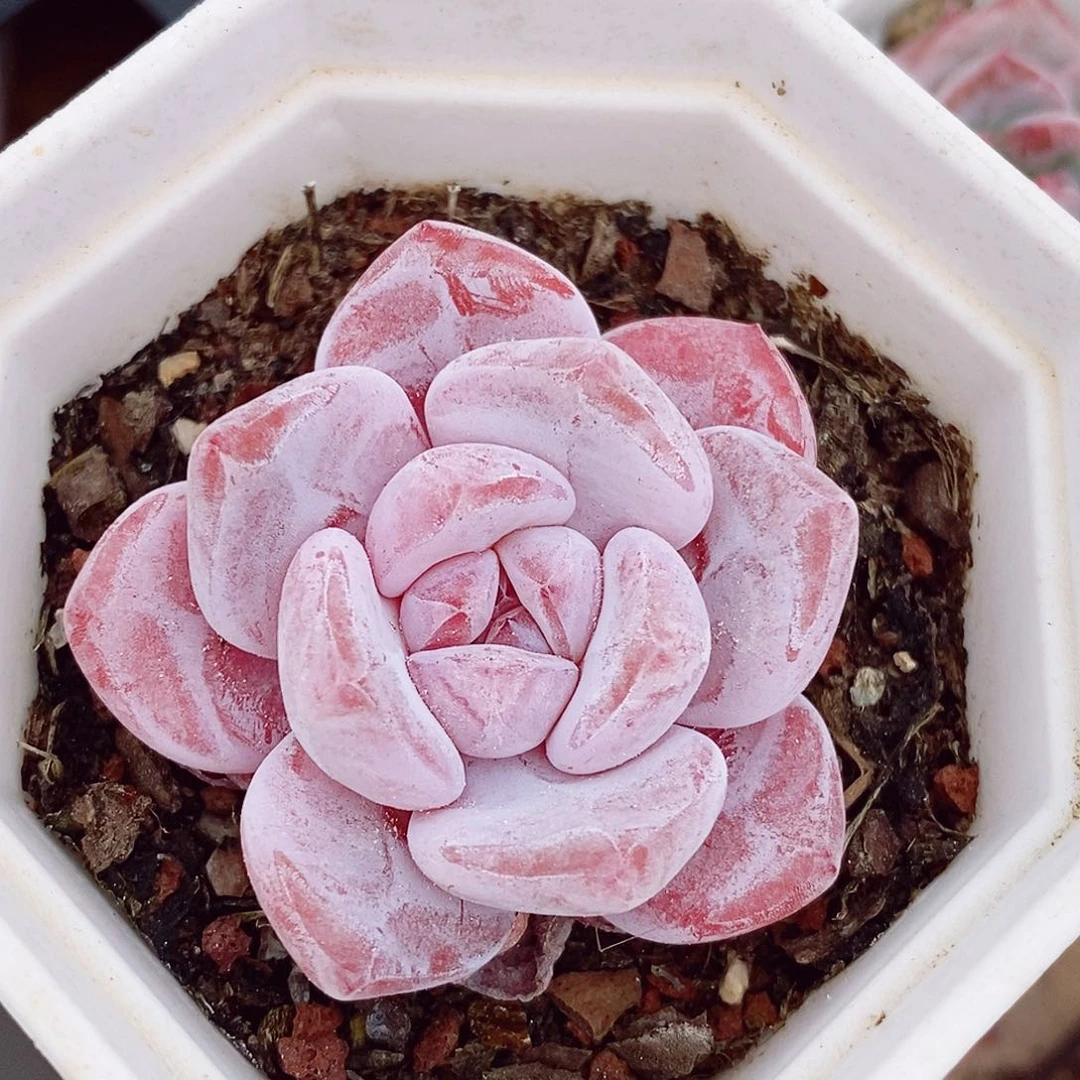 冰糖橙5cm多肉植物
