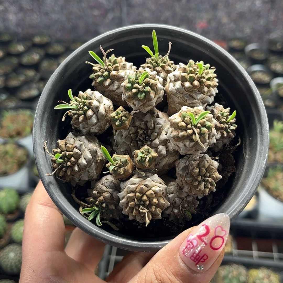 大号峨眉山群生的