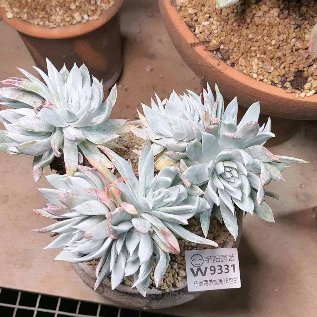 9331白衣圣徒苹果叶多肉