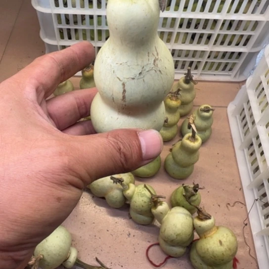 太***下葫芦葫芦等经济林木生长着大量珍贵