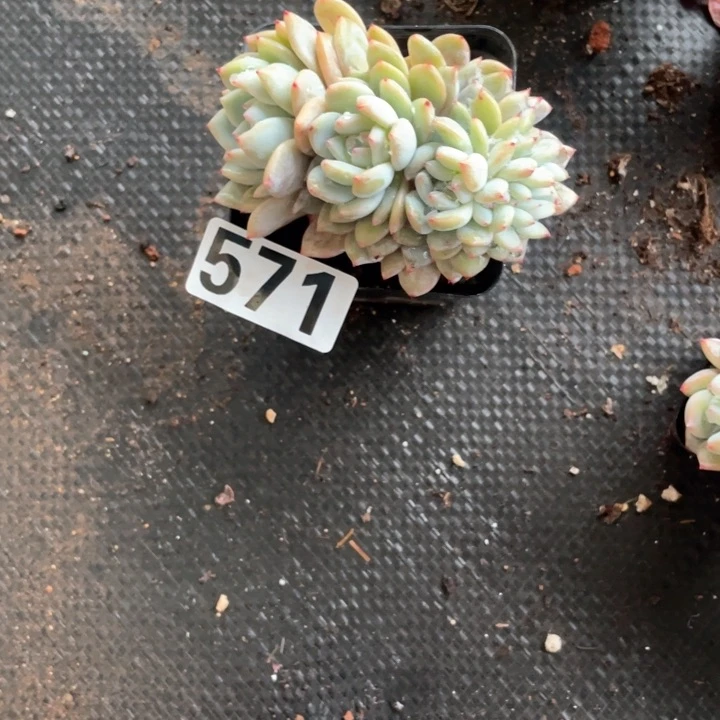 汾**少多肉植物一物一拍