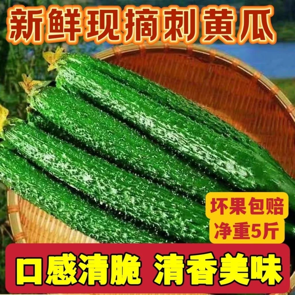 新疆本地种植带刺绿瓤黄瓜现摘当季可生吃凉拌