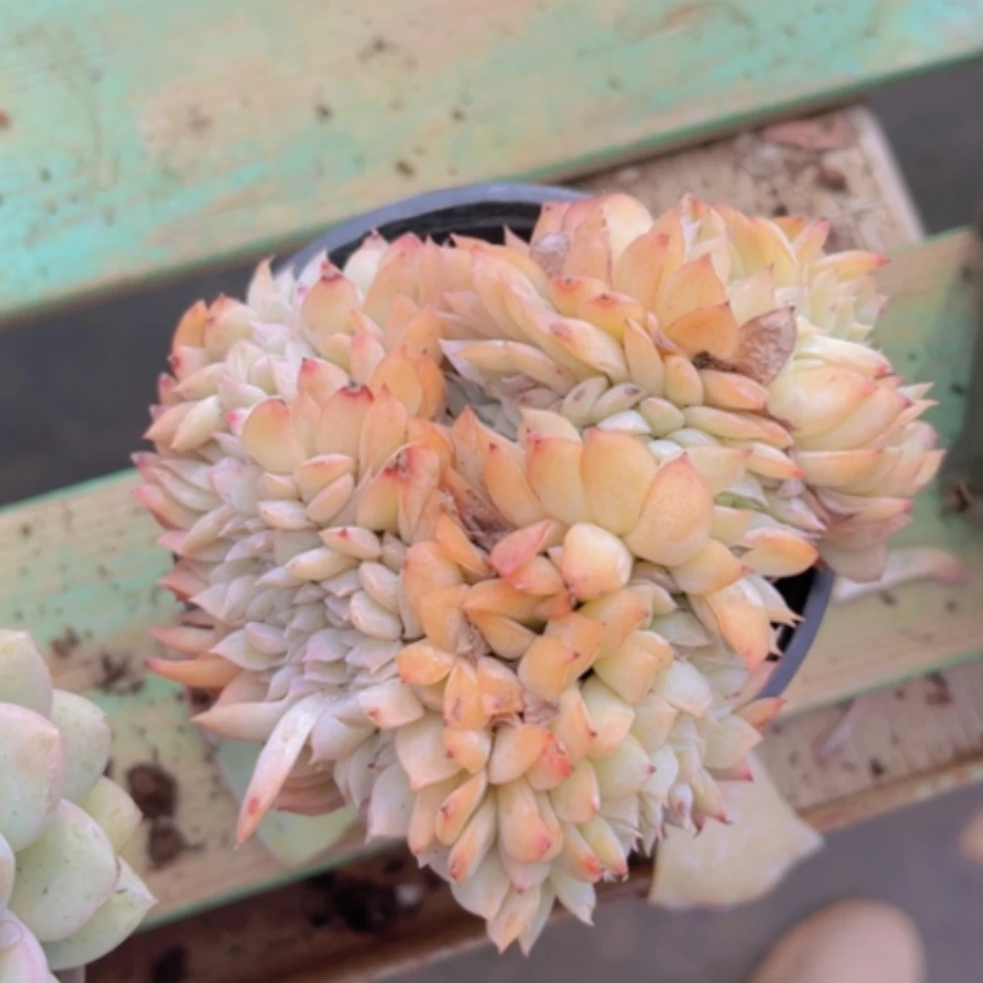 【闪购商品】莎莎缀1411