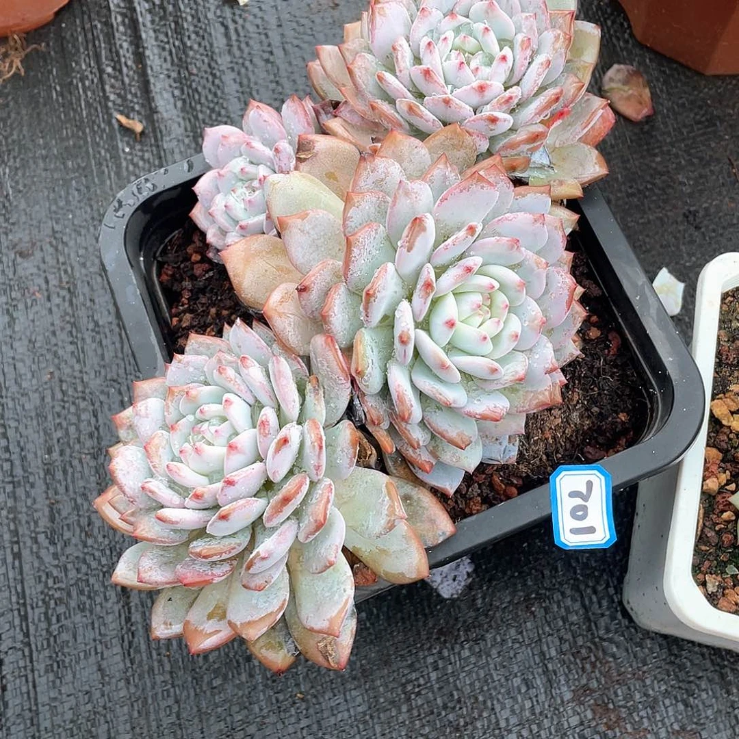 701星星橙一物一拍多肉
