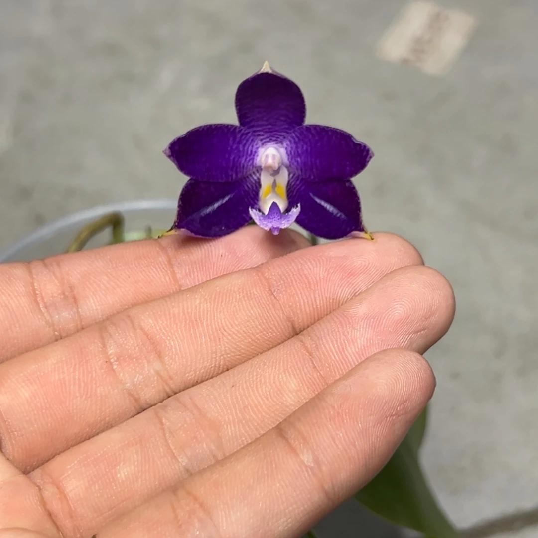 *****完全开放l296三寸ys1230少根