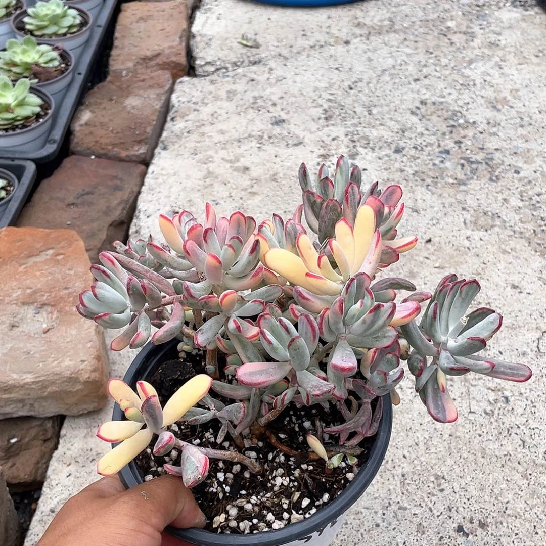 猪***来棒叶福娘锦带盆发货