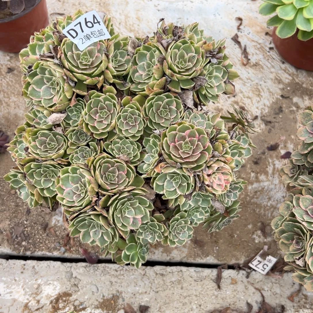 764多肉  粉花妖不包断头
