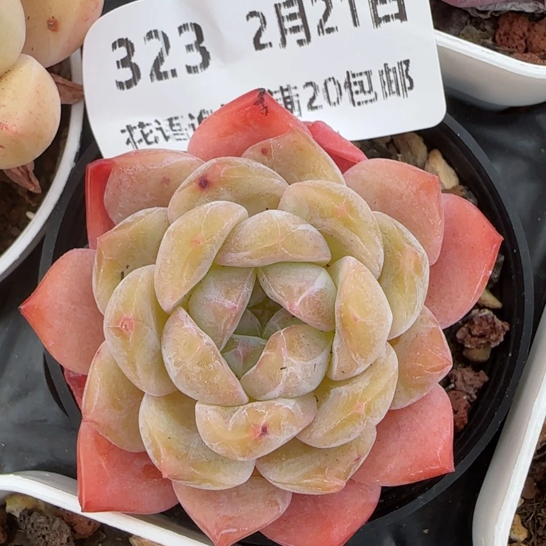 花语逸境0221-323