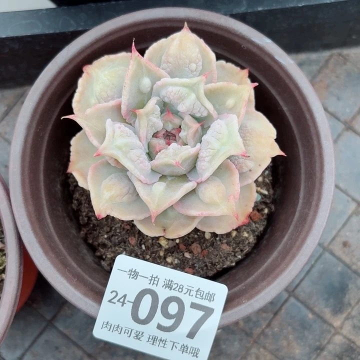 留财饺子皮无盆土发货无盆土