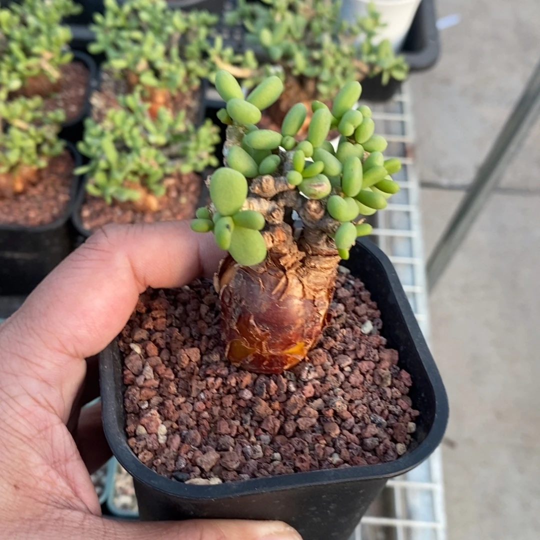 延寿城多肉植物一个多肉