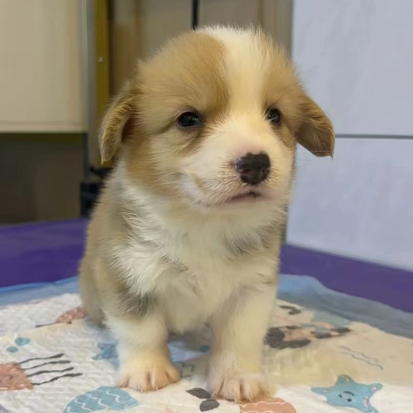 【米唐萌宠】精品柯基宝宝