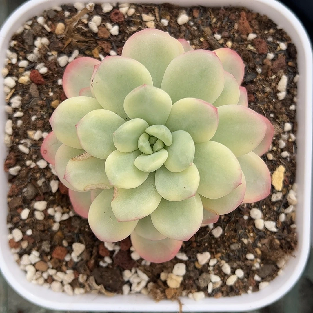 香水锦 婕宝一物一拍